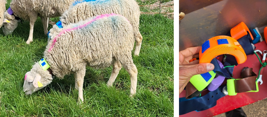 Collier connecté muni d’un accéléromètre utilisé pour les petits ruminants.